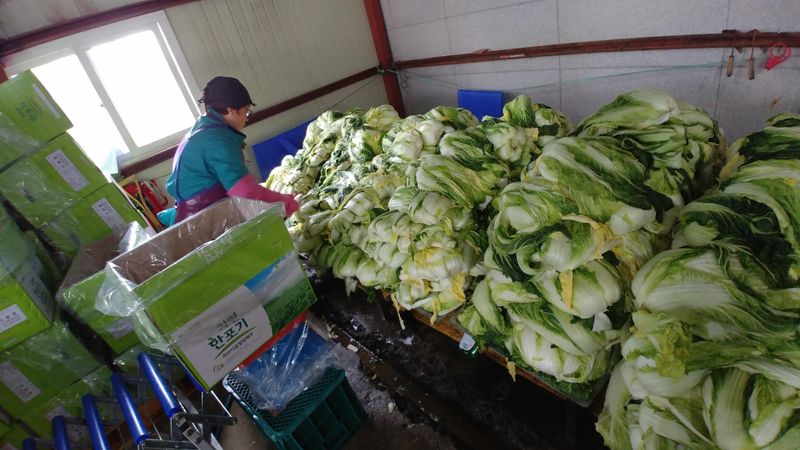 이창규님의 장터 판매 상품 [절임배추 1박스 20kg 40000원] 첨부 사진