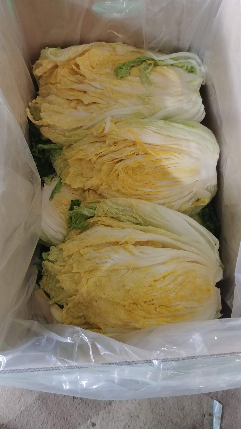 이창규님의 장터 판매 상품 [절임배추 1박스 20kg 40000원] 첨부 사진