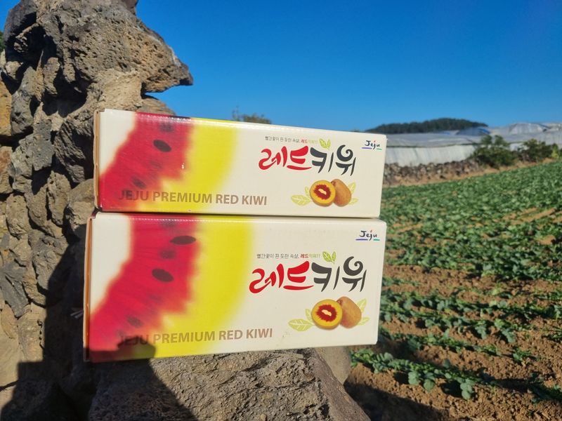 이승철님의 장터 판매 상품 [레드키위 3kg(24과수내외)36,000] 첨부 사진