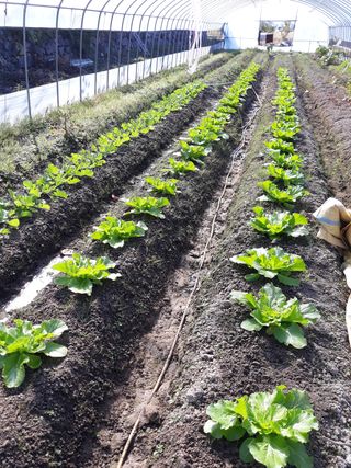 신재희님의 배추 · 일상 작성글 사진