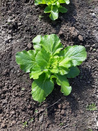 신재희님의 배추 · 일상 작성글 사진