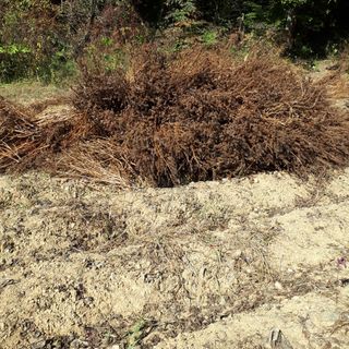 강희석님의 들깨 · 자유게시판 작성글 사진