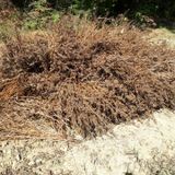 팜모닝 들깨·자유게시판 게시글 이미지