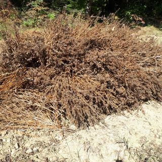 강희석님의 들깨 · 자유게시판 작성글 사진