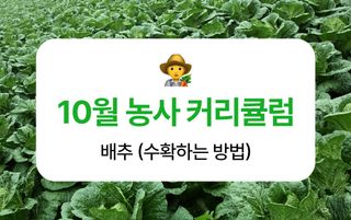 배추 농사도우미님의 배추 · 수확 작성글 사진