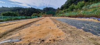 신재훈님의 마늘 · 일상 작성글 사진