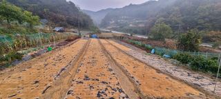 신재훈님의 마늘 · 일상 작성글 사진