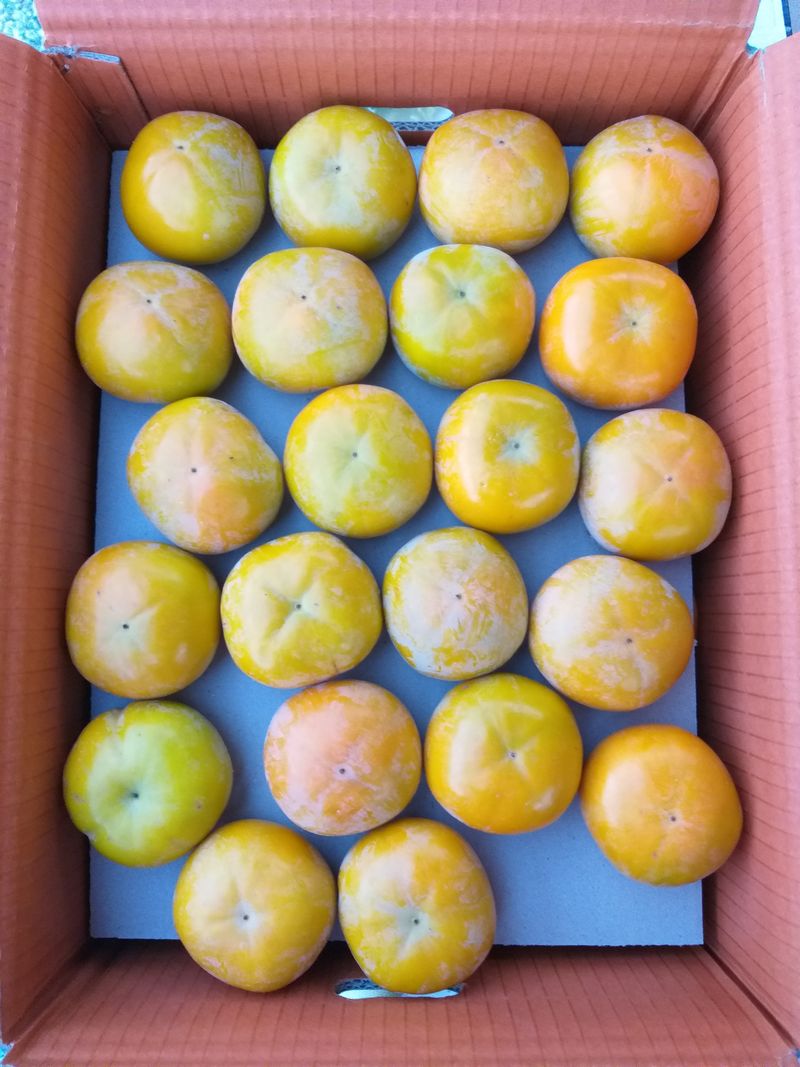 장터 상품 [단감 10키로( 66개 짜리)   / 판매완료 17000] 썸네일