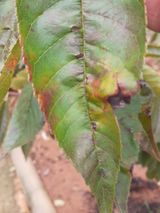 팜모닝 기타작물·병해충상담 게시글 이미지