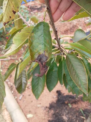 조순범님의 기타작물 · 병해충상담 작성글 사진