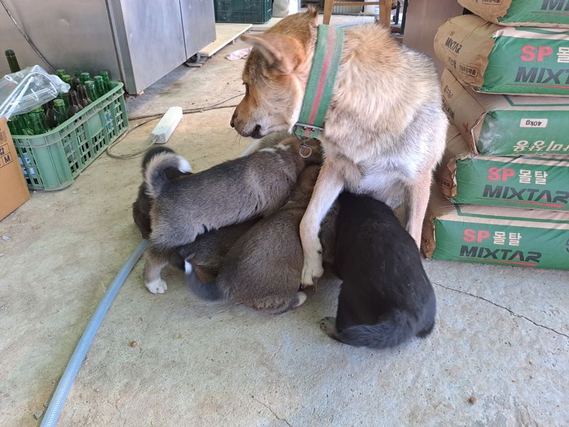 홍성샤인농부님의 장터 판매 상품 [오리지널 토종 진돗개 새끼 7만원] 첨부 사진