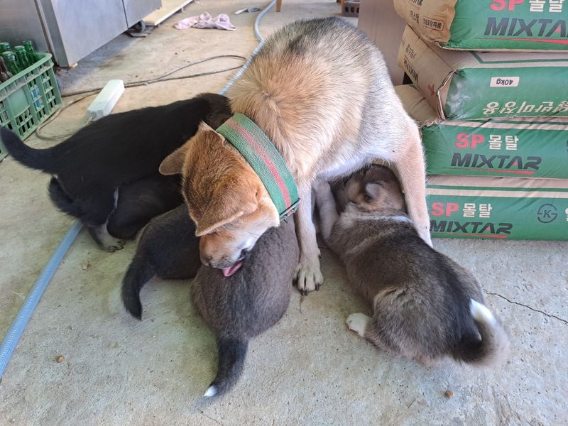 홍성샤인농부님의 장터 판매 상품 [오리지널 토종 진돗개 새끼 7만원] 첨부 사진