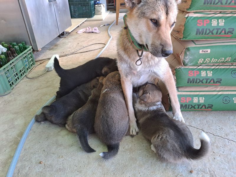 홍성샤인농부님의 장터 판매 상품 [오리지널 토종 진돗개 새끼 7만원] 첨부 사진
