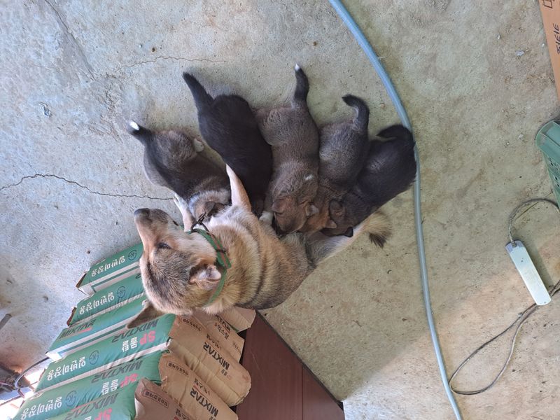 장터 상품 [오리지널 토종 진돗개 새끼 7만원] 썸네일