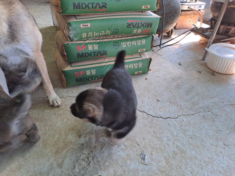 홍성샤인농부님의 장터 판매 상품 [오리지널 토종 진돗개 새끼 7만원] 첨부 사진