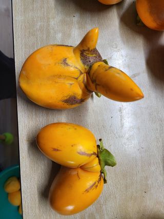 보람농장님의 감 · 병해충상담 작성글 사진