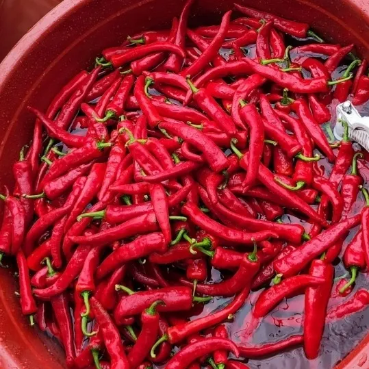 평창산들농장님의 장터 판매 상품 [고추가루 (보통맛) 1근(600g) 16,000원] 첨부 사진