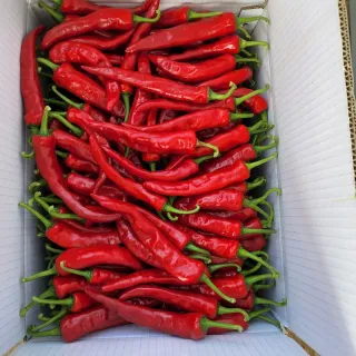 평창산들농장님의 작성글 사진