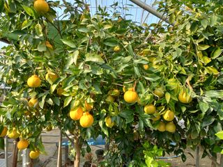 김해농부허외순님의 귤 · 일상 작성글 사진