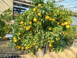 김해농부허외순님의 귤 · 일상 작성글 사진