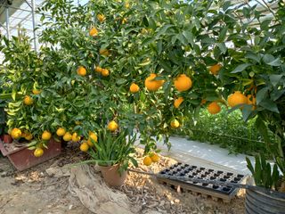 김해농부허외순님의 귤 · 일상 작성글 사진