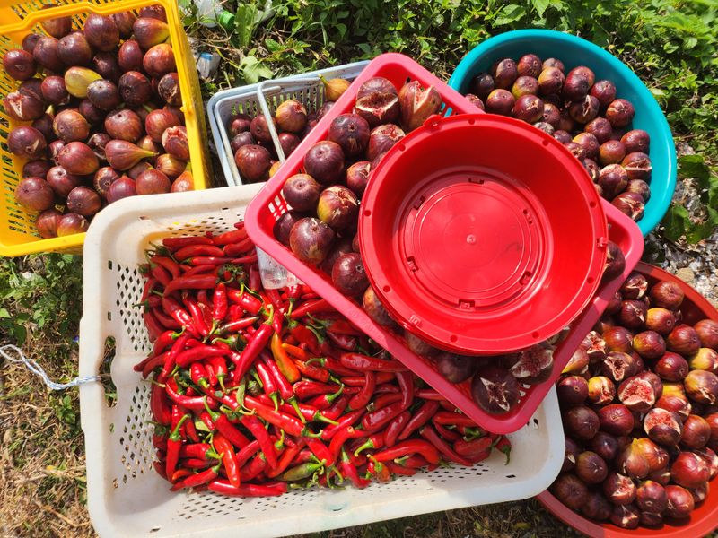 거제달다무화과님의 장터 판매 상품 [22년 고추가루 140.000원] 첨부 사진