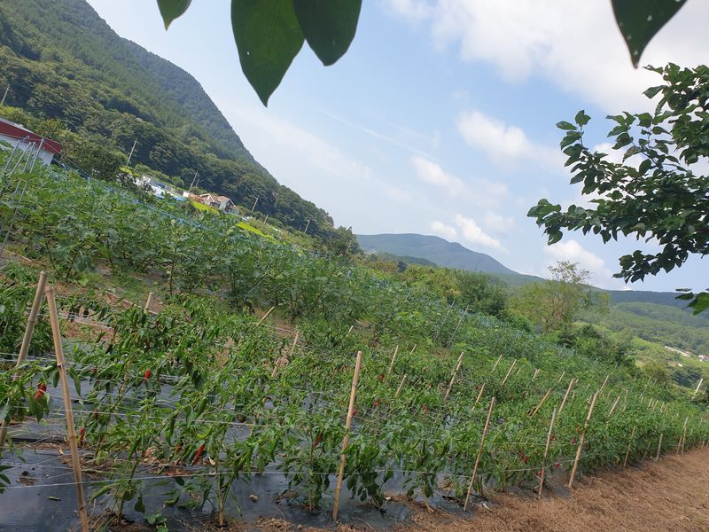 거제달다무화과님의 장터 판매 상품 [22년 고추가루 140.000원] 첨부 사진