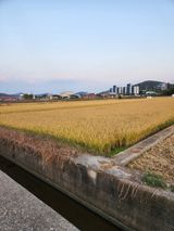 팜모닝 벼·자유게시판 게시글 이미지