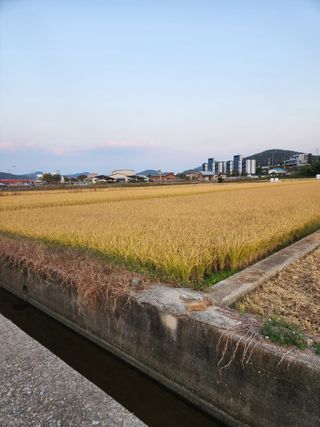 홍민환님의 벼 · 자유게시판 작성글 사진
