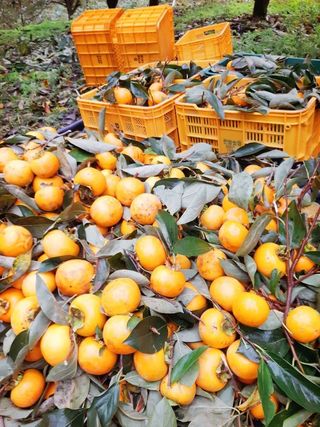 오색땅콩님의 작성글 사진