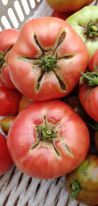 엄미애님의 토마토 · 병해충상담 작성글 사진