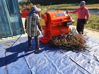 알 수 없음님의 들깨 · 자유게시판 작성글 사진