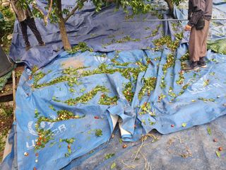 알 수 없음님의 사과 · 일상 작성글 사진