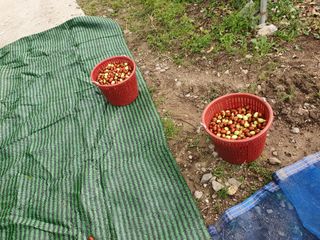 알 수 없음님의 사과 · 일상 작성글 사진