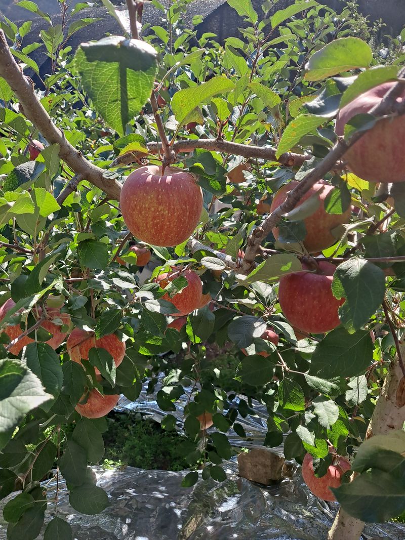 장터 상품 [🍎부사(사과) ] 썸네일