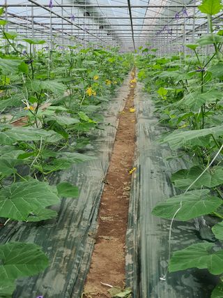 한국인님의 호박 · 자유게시판 작성글 사진