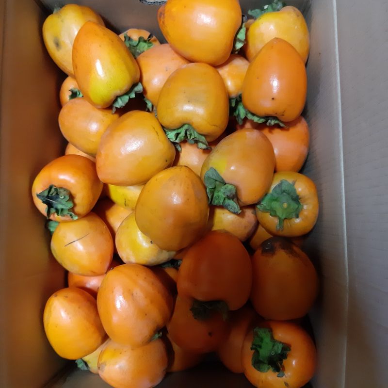 두딸맘님의 장터 판매 상품 [대봉감 10k(43~48개) 30000원] 첨부 사진