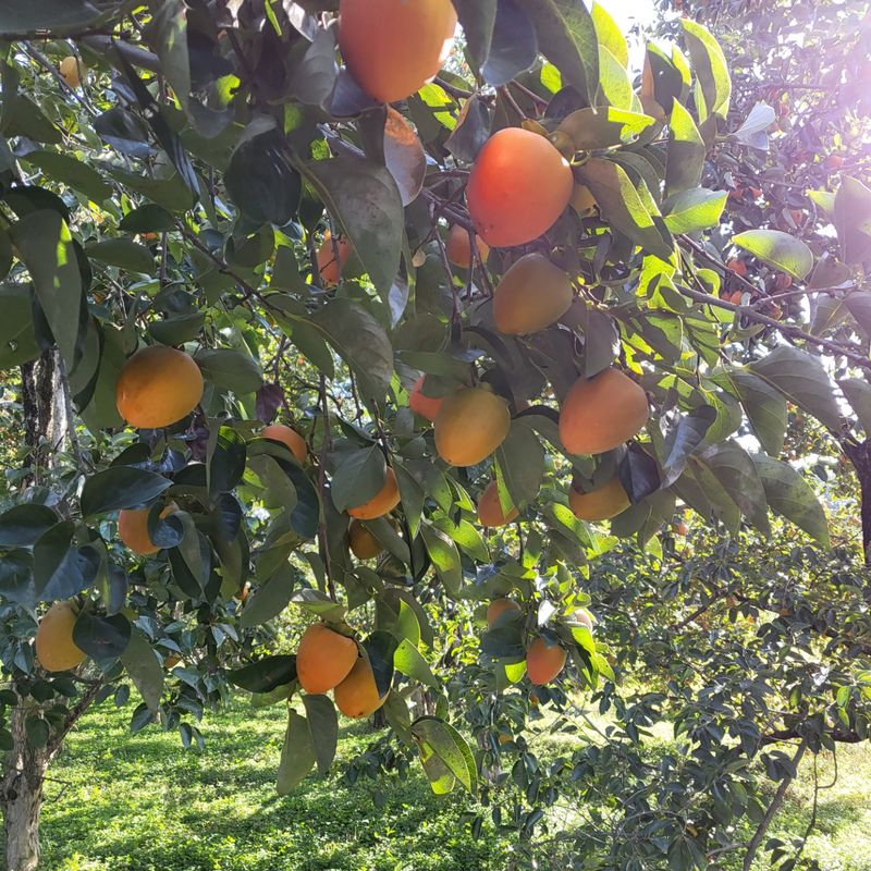 두딸맘님의 장터 판매 상품 [대봉감 10k(43~48개) 30000원] 첨부 사진