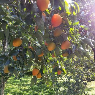 두딸맘님의 작성글 사진