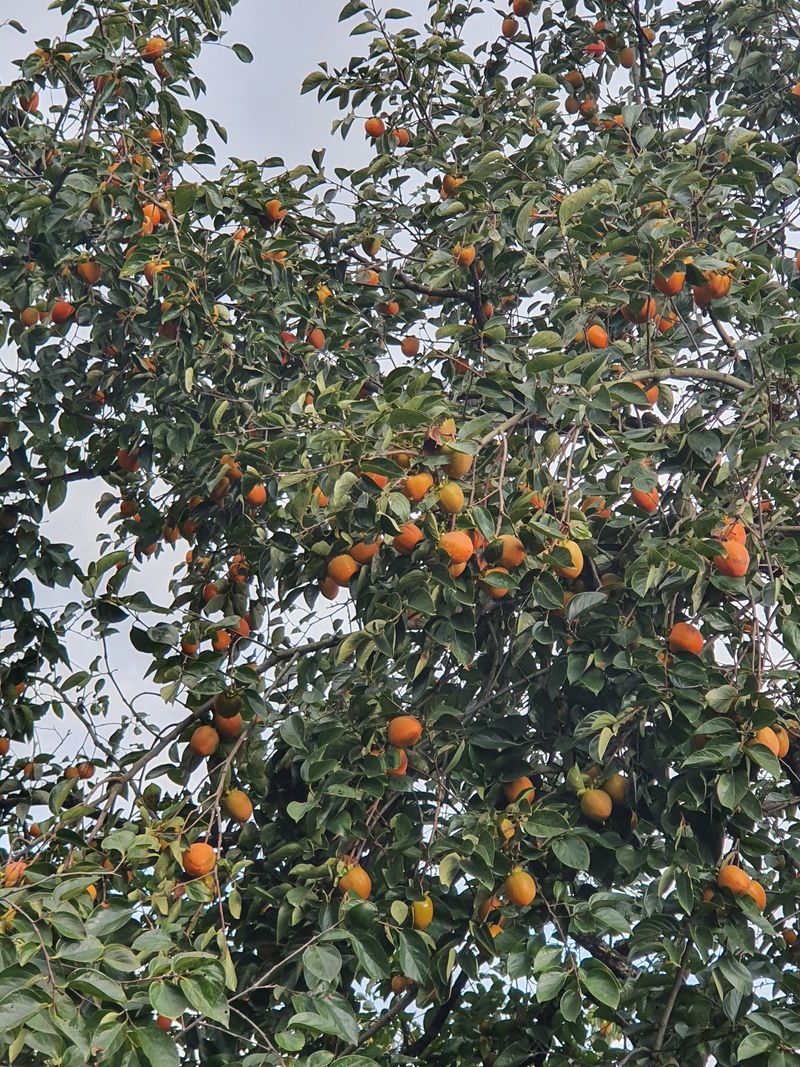 장터 상품 [대봉감 10k(43~48개) 30000원] 썸네일