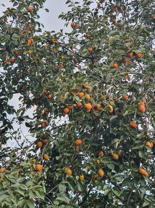 두딸맘님의 작성글 사진