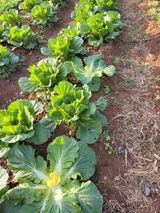 팜모닝 배추·일상 게시글 이미지