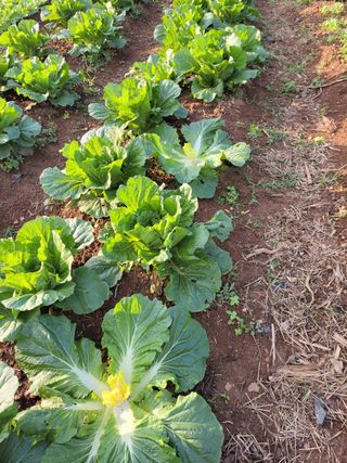 0104830429님의 배추 · 일상 작성글 사진