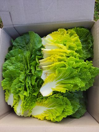 0104830429님의 배추 · 일상 작성글 사진