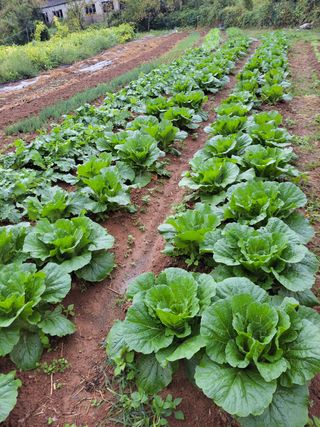 0104830429님의 배추 · 일상 작성글 사진