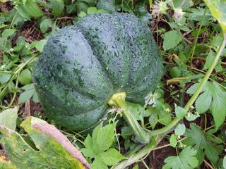 0104830429님의 배추 · 일상 작성글 사진