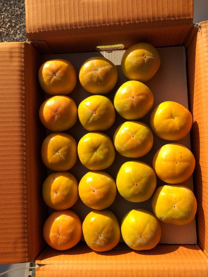 이윤기님의 장터 판매 상품 [단감 10키로(45개,54개) 45개 짜리 33,000원,] 첨부 사진