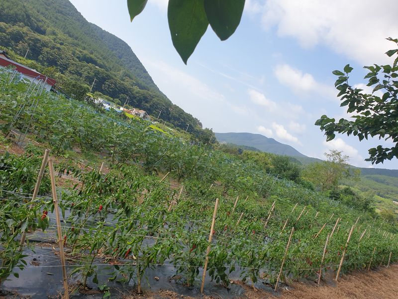 거제달다무화과님의 장터 판매 상품 [2022년산 고추가루 150.000원 6kg(10근)] 첨부 사진