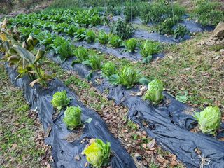 고세웅님의 배추 · 일상 작성글 사진