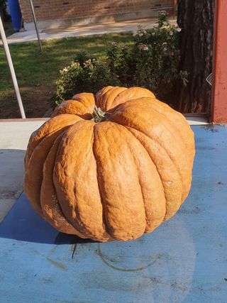 김원호님의 호박 · 자유게시판 작성글 사진